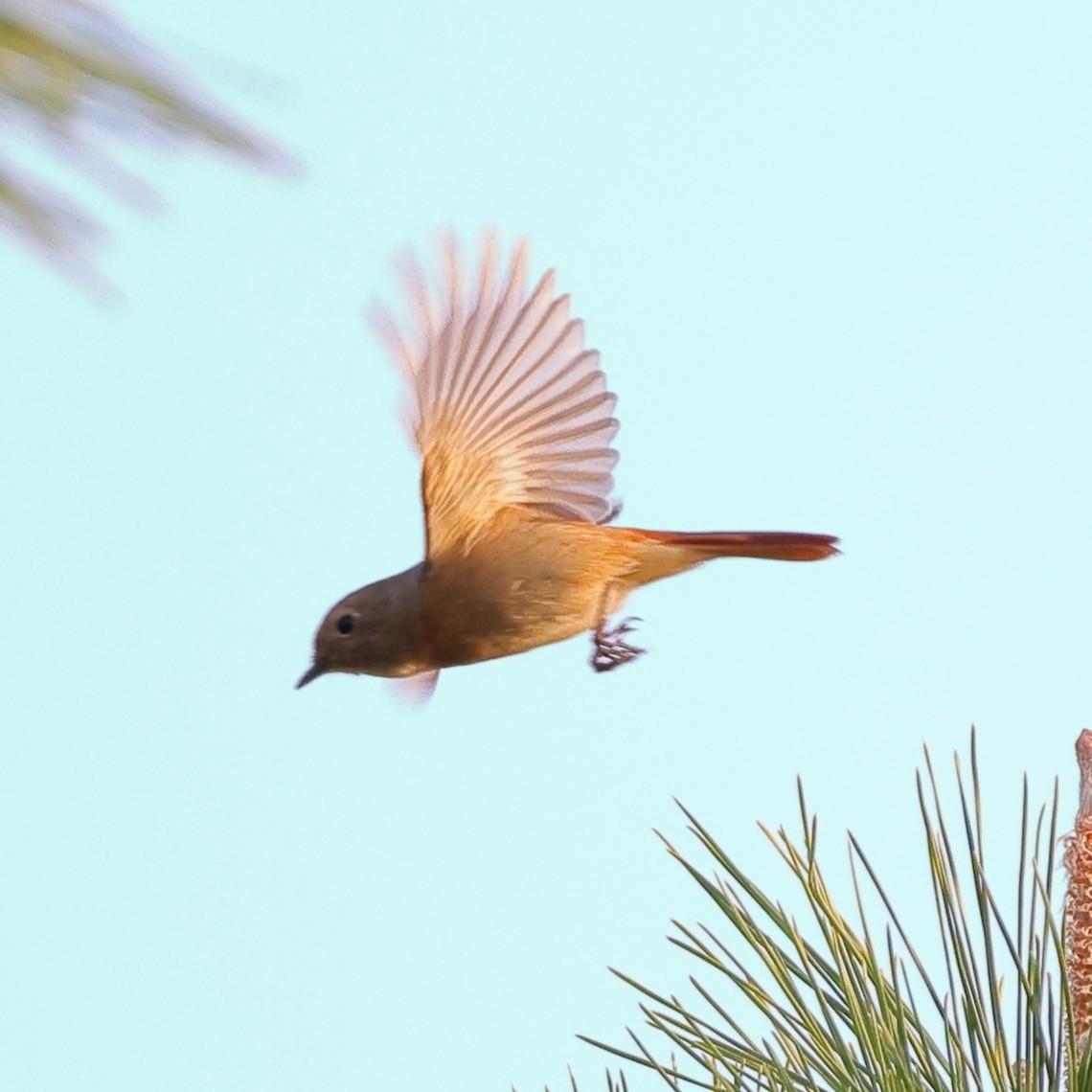Daurian Redstart - ML646807056