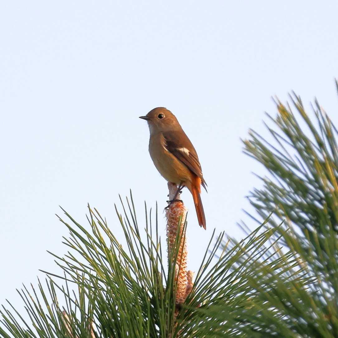 Daurian Redstart - ML646807057