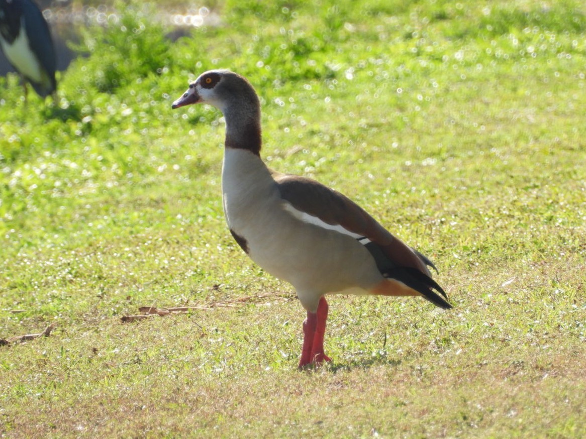 Каргарка нільська - ML646807059