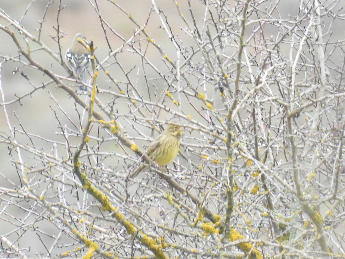 גיבתון צהוב - ML646807060