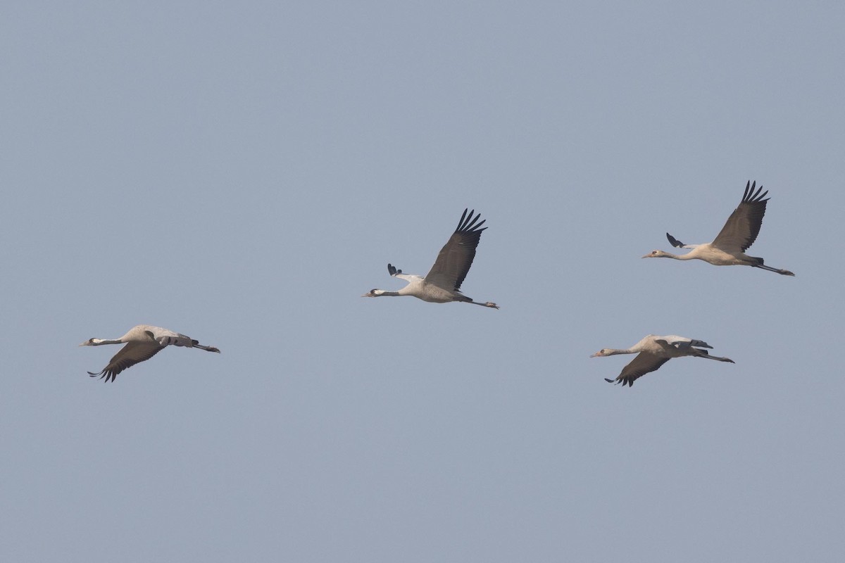 עגור אפור - ML646807062