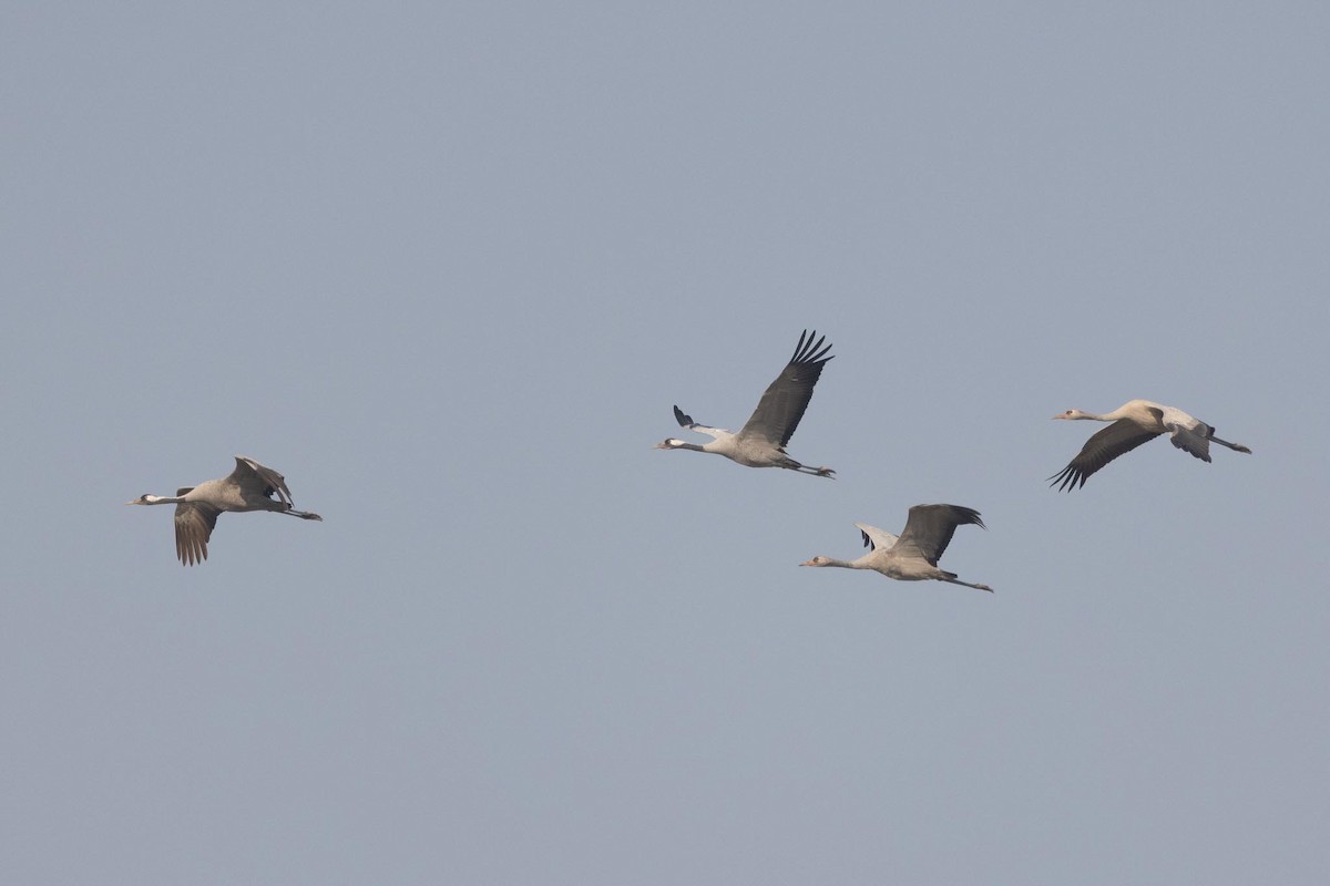 עגור אפור - ML646807063