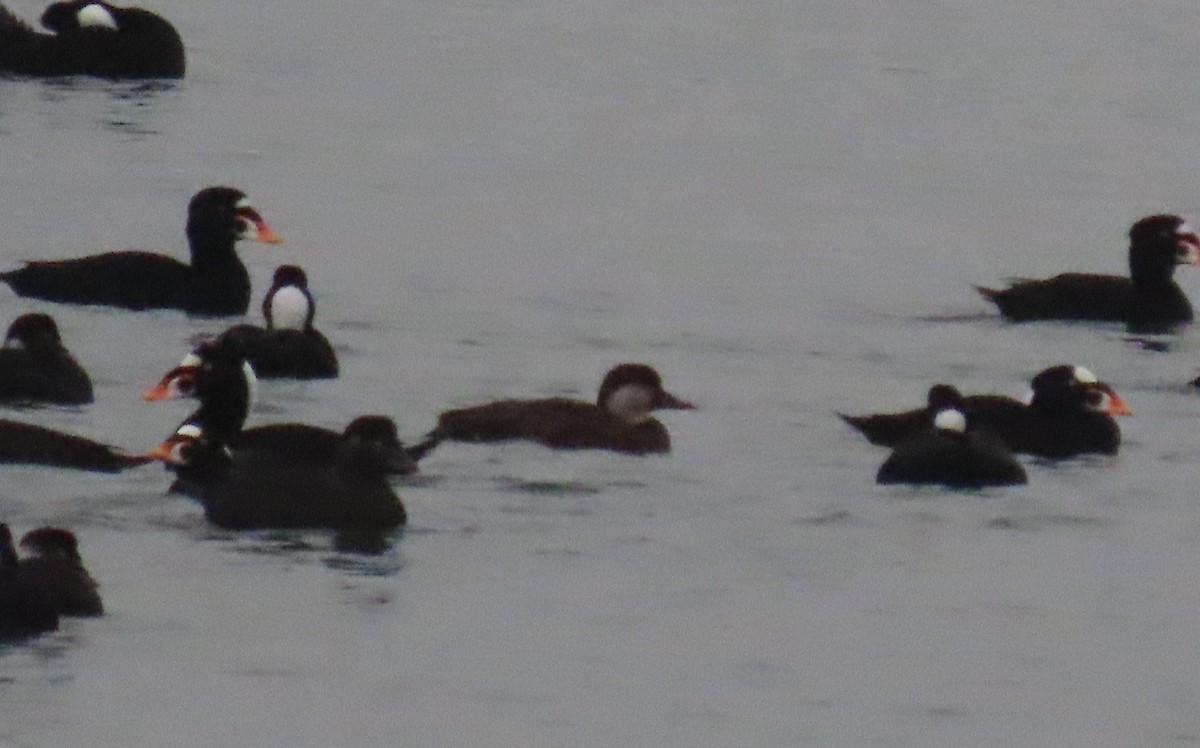 Black Scoter - ML646807064