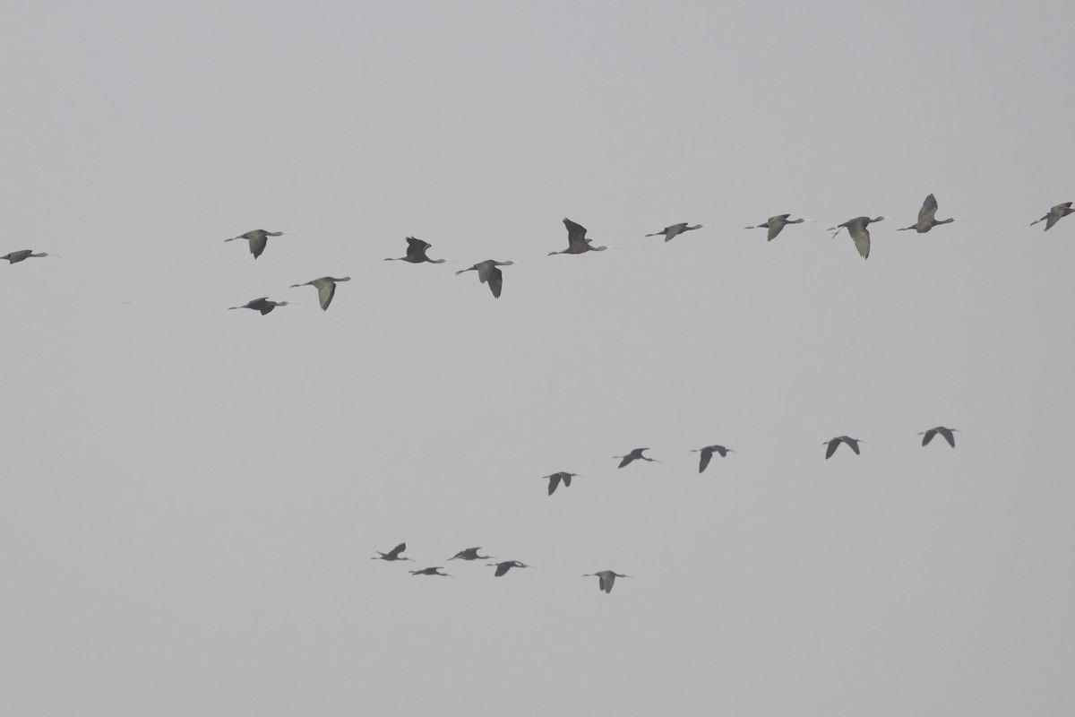 מגלן חום - ML646807065