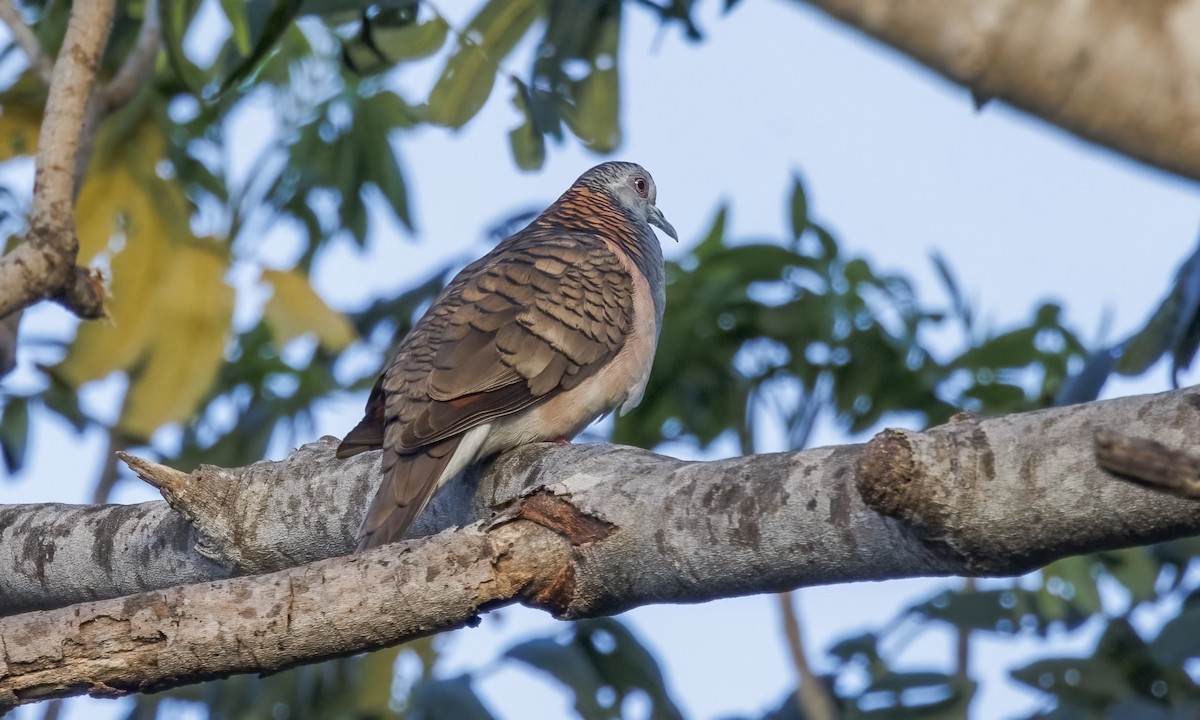 Bar-shouldered Dove - ML646807067