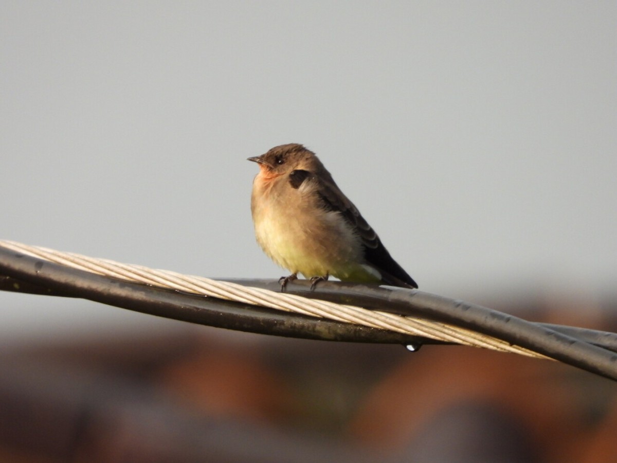 Southern Rough-winged Swallow - ML646807068
