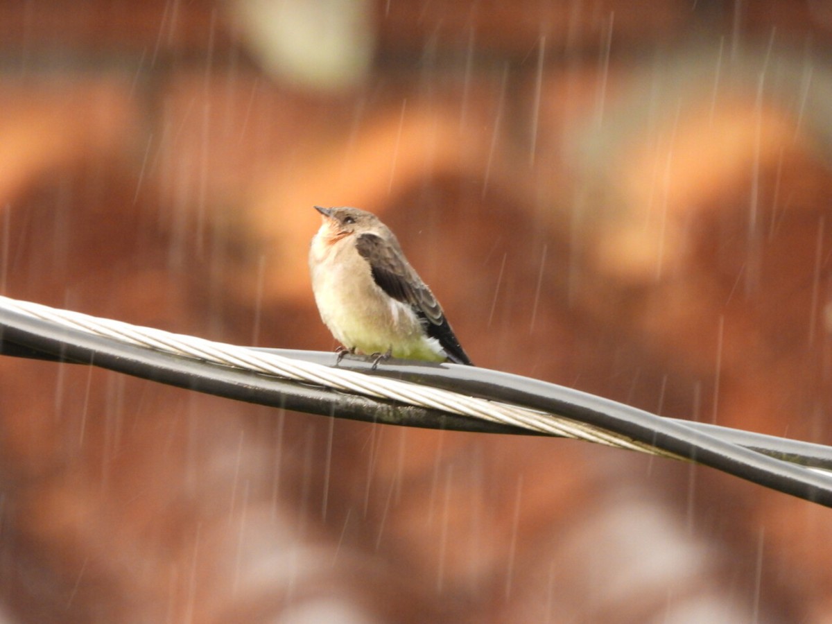 Southern Rough-winged Swallow - ML646807069