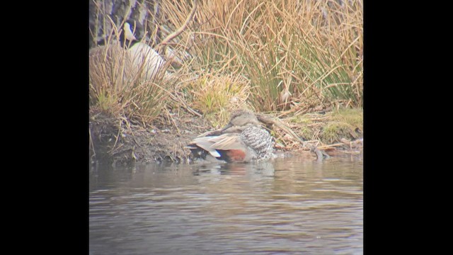 Gadwall - ML646807071