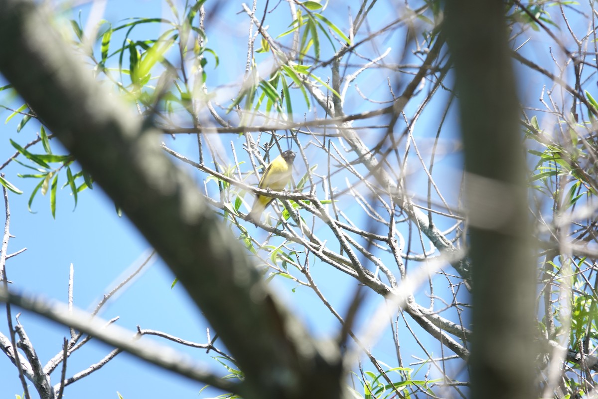 Hooded Siskin - ML646807072