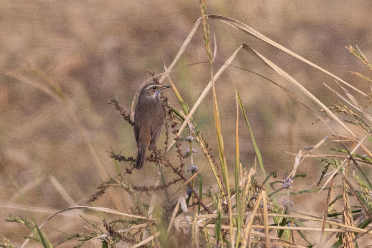 שיחנית אסייתית - ML646807078