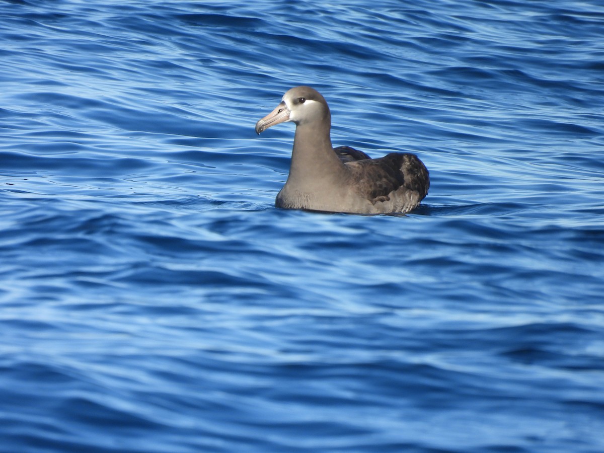 Black-footed Albatross - ML646807080