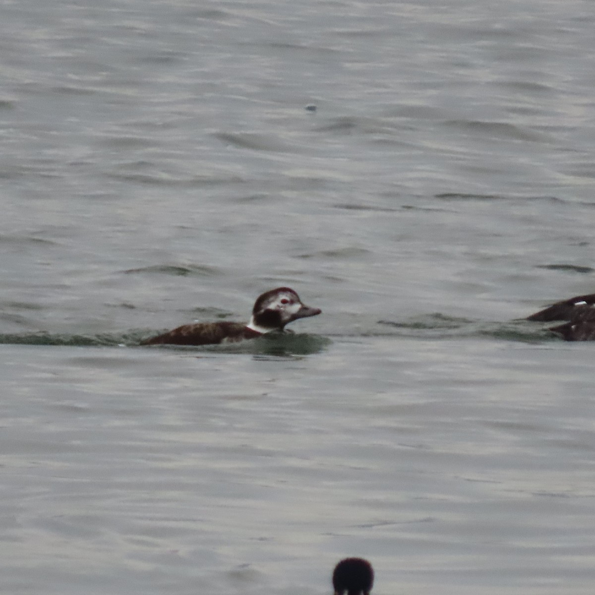 Long-tailed Duck - ML646807082