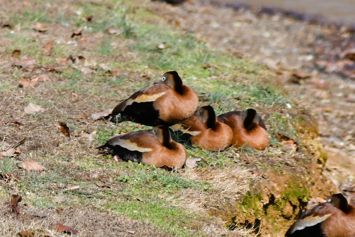 Свистач червонодзьобий - ML646807083