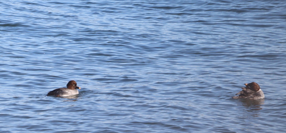 Porrón Osculado - ML646807096