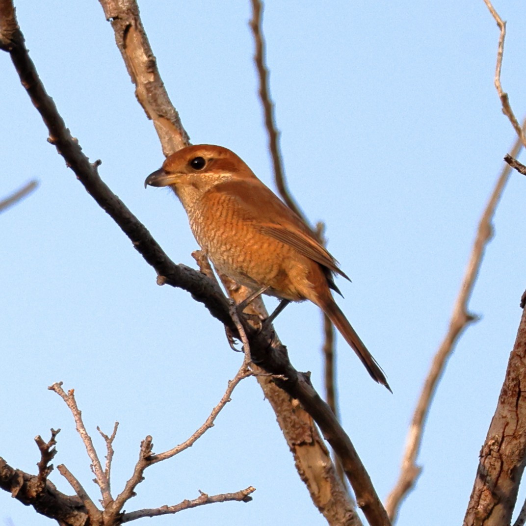 Сорокопуд японський - ML646807097