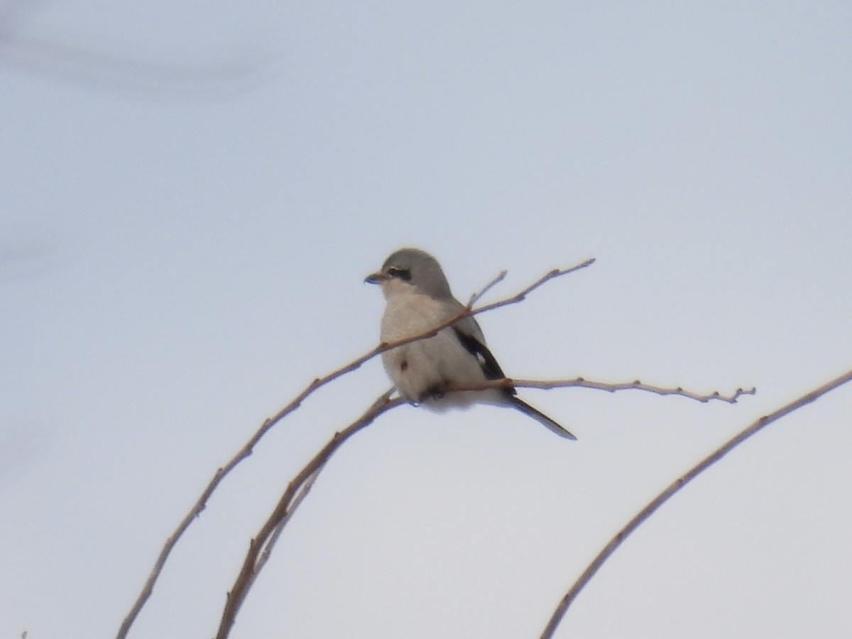 Northern Shrike - ML646807098