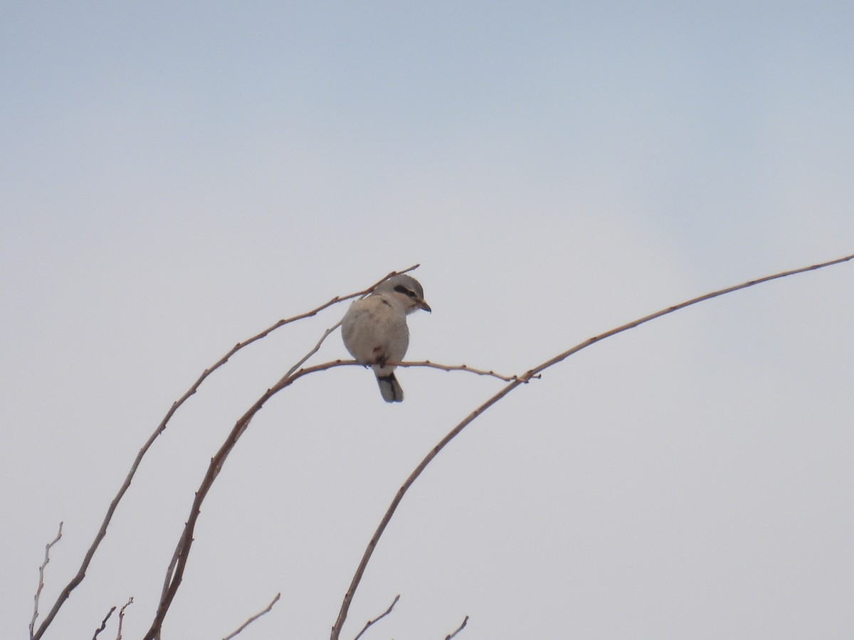 Northern Shrike - ML646807099