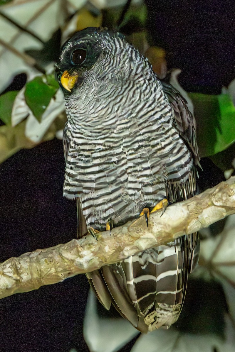 Kara Yüzlü Alaca Baykuş - ML646807100