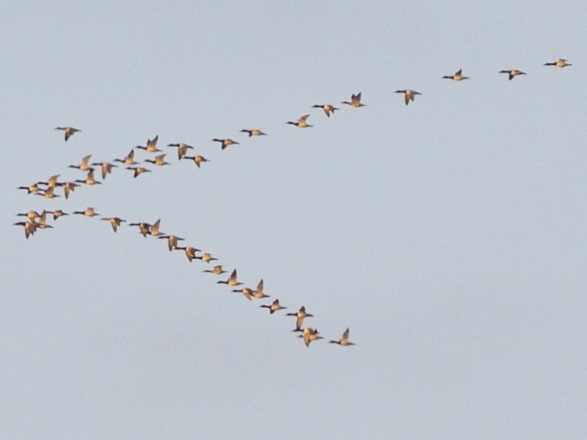 Porrón Coacoxtle - ML646807101