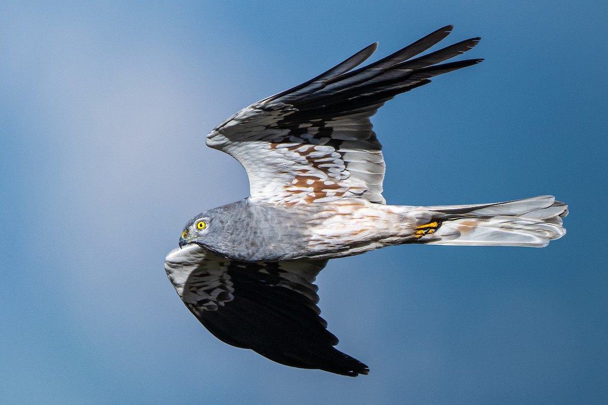 moták lužní - ML646807102