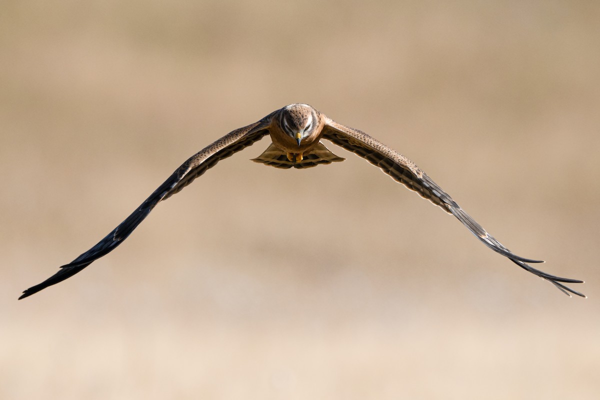 moták lužní - ML646807103