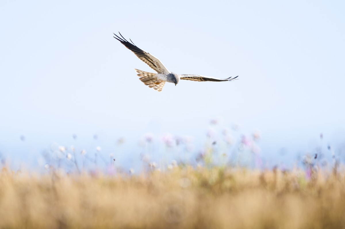 moták lužní - ML646807104