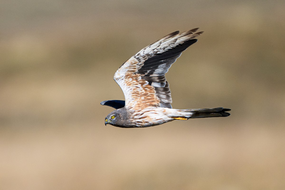 moták lužní - ML646807105