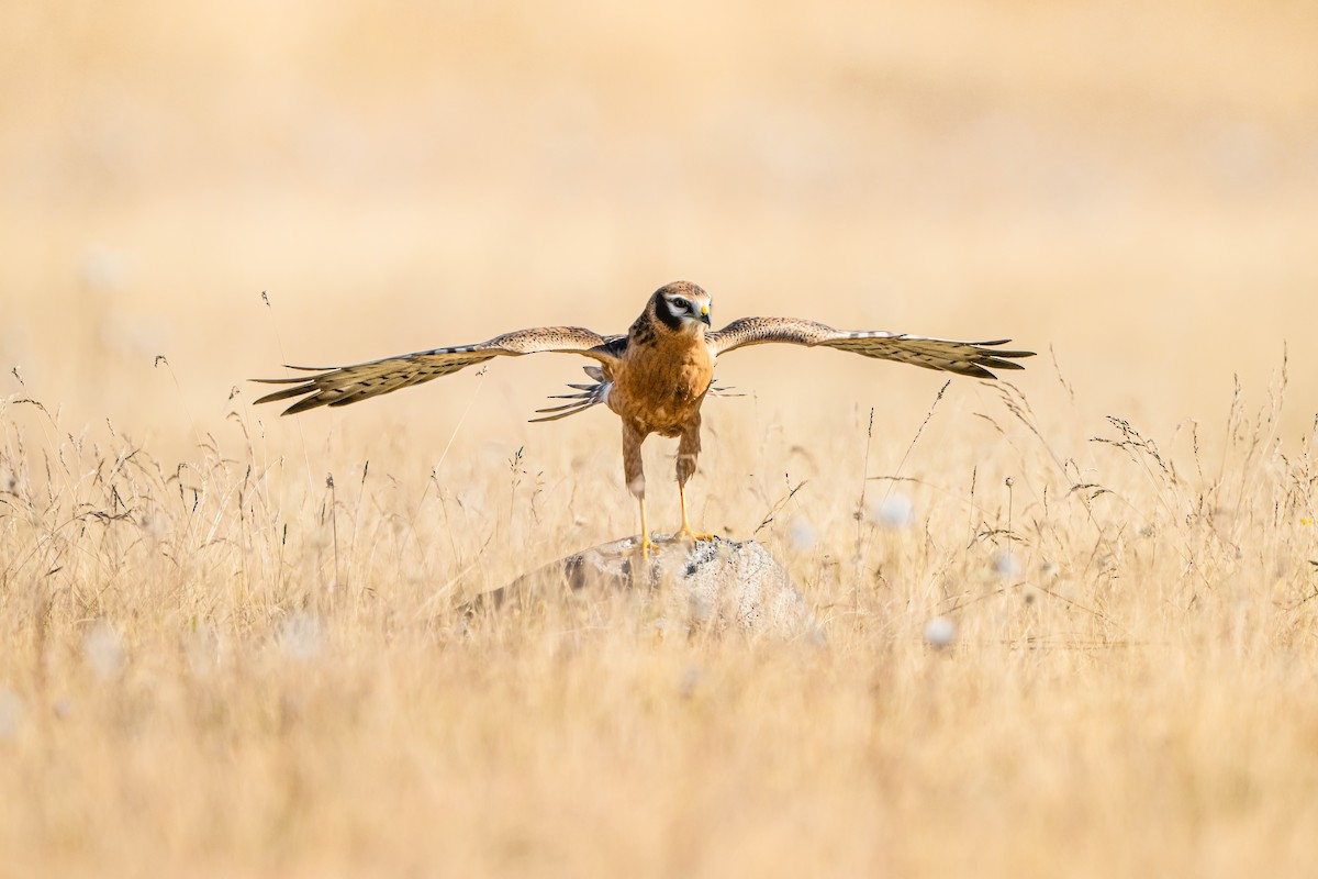 moták lužní - ML646807106