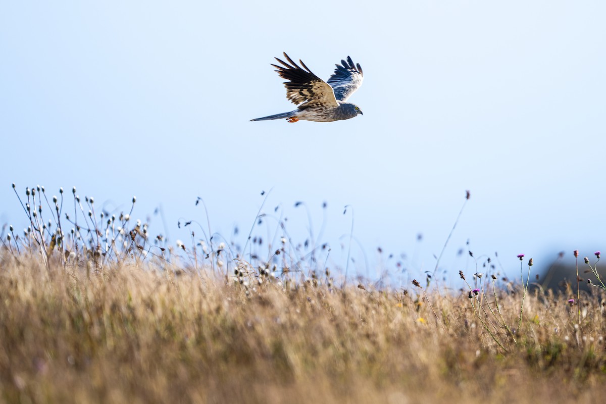 moták lužní - ML646807107