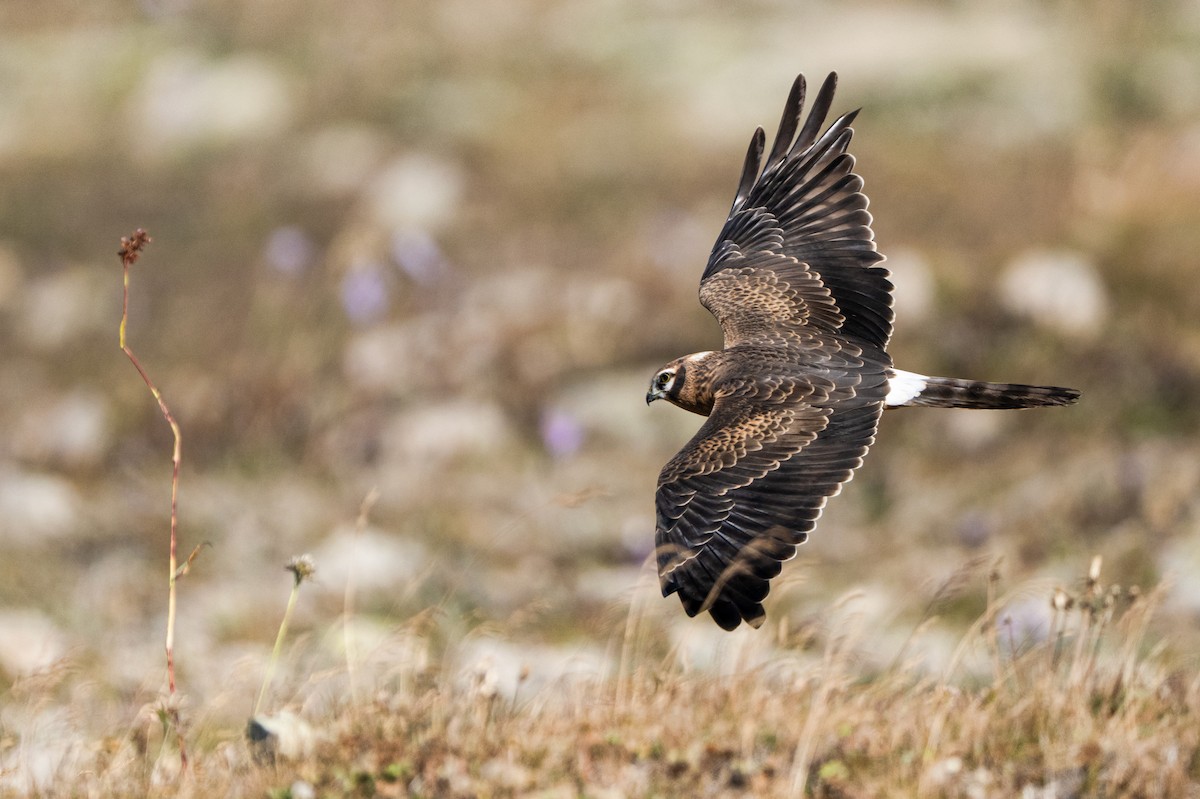 moták lužní - ML646807108