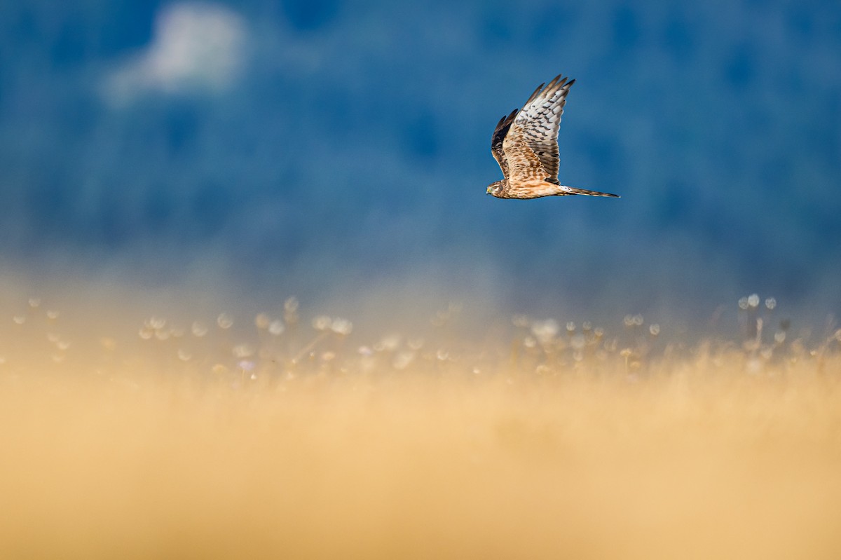 moták lužní - ML646807109