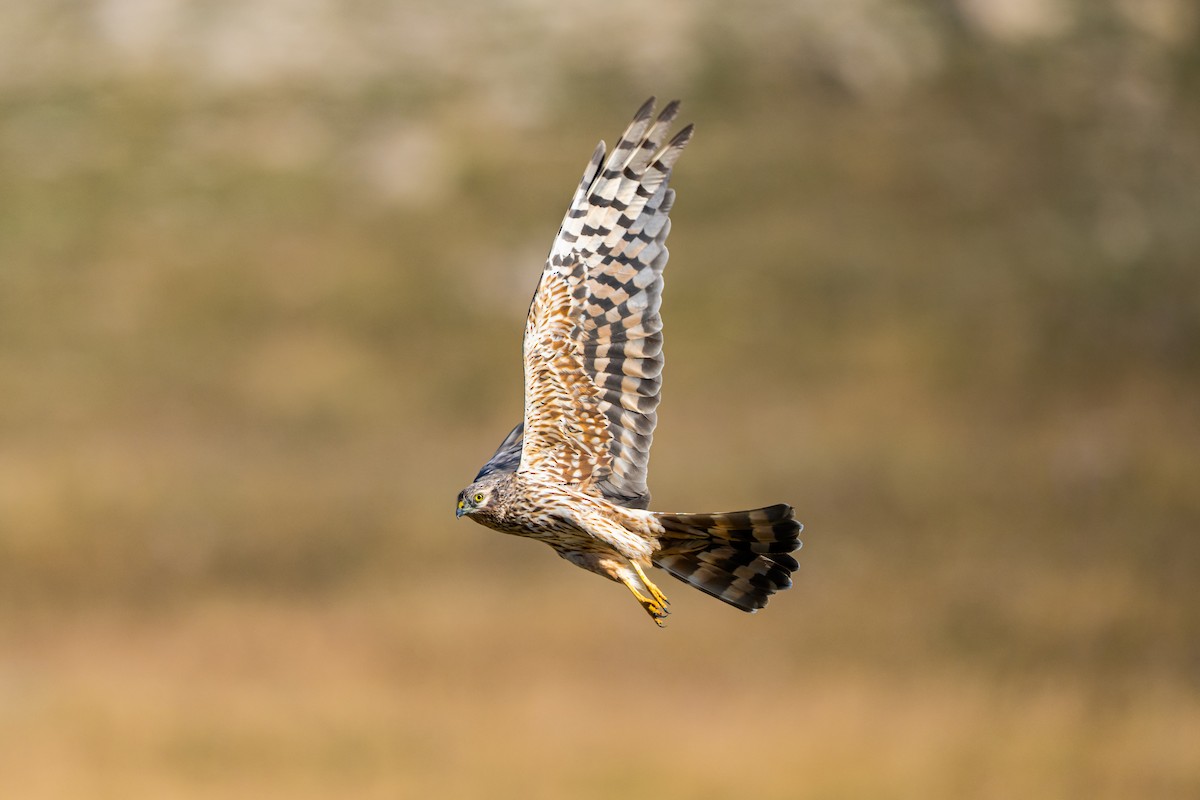 moták lužní - ML646807110