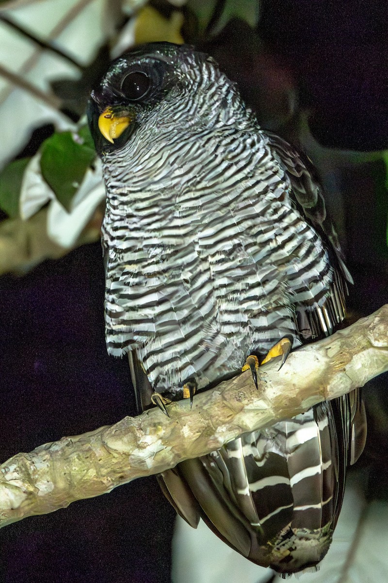 Kara Yüzlü Alaca Baykuş - ML646807112