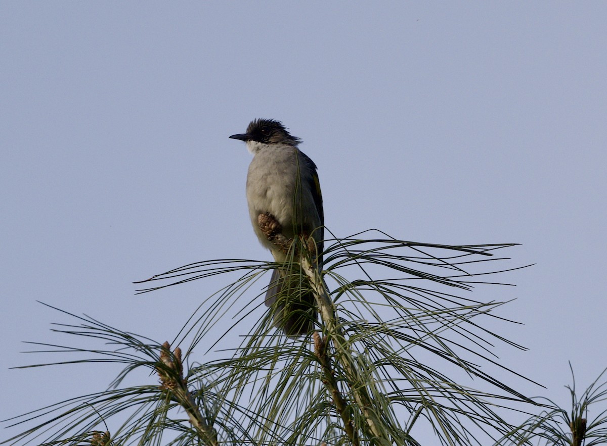 Ashy Bulbul - ML646807114