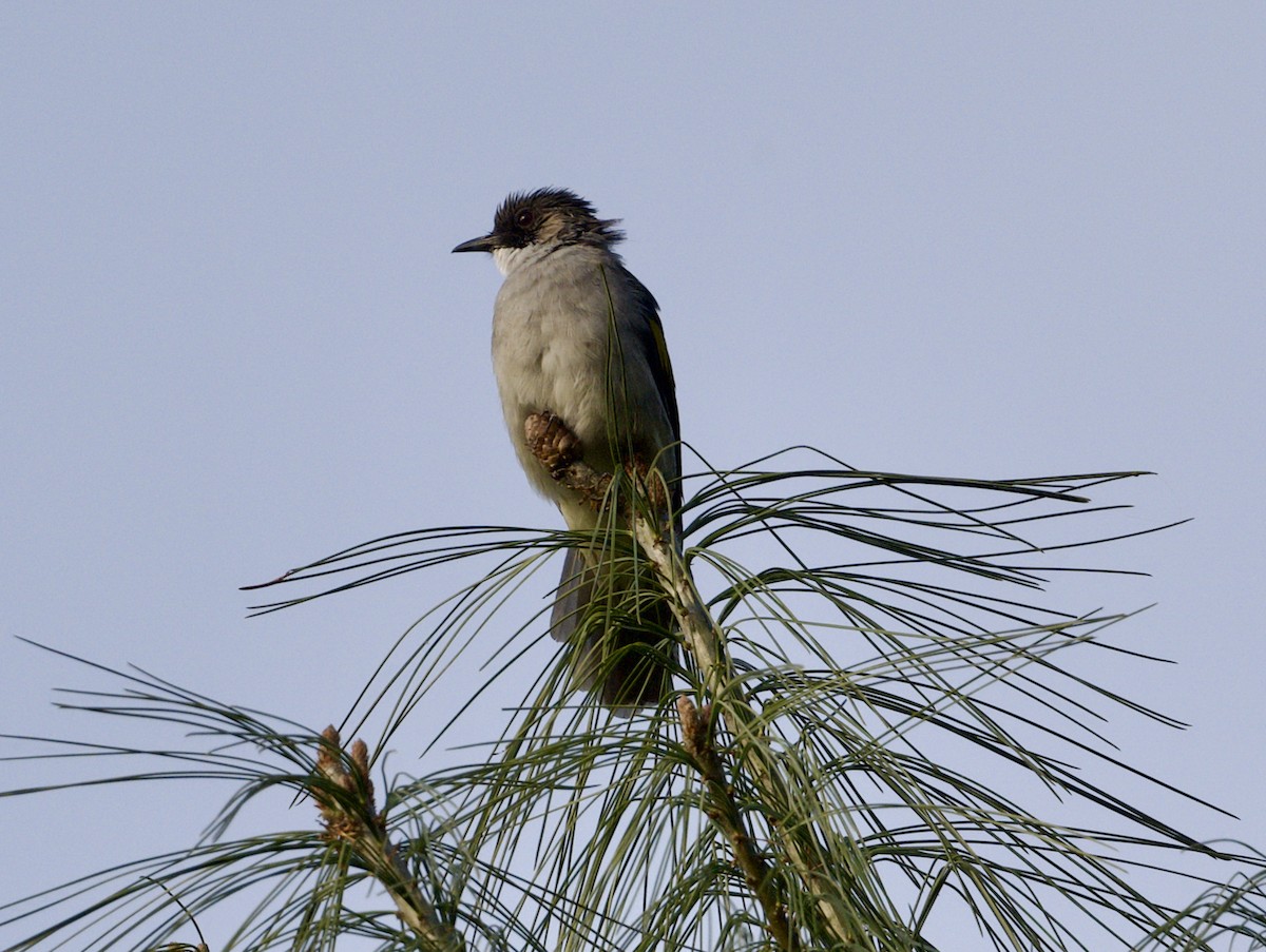 Ashy Bulbul - ML646807115