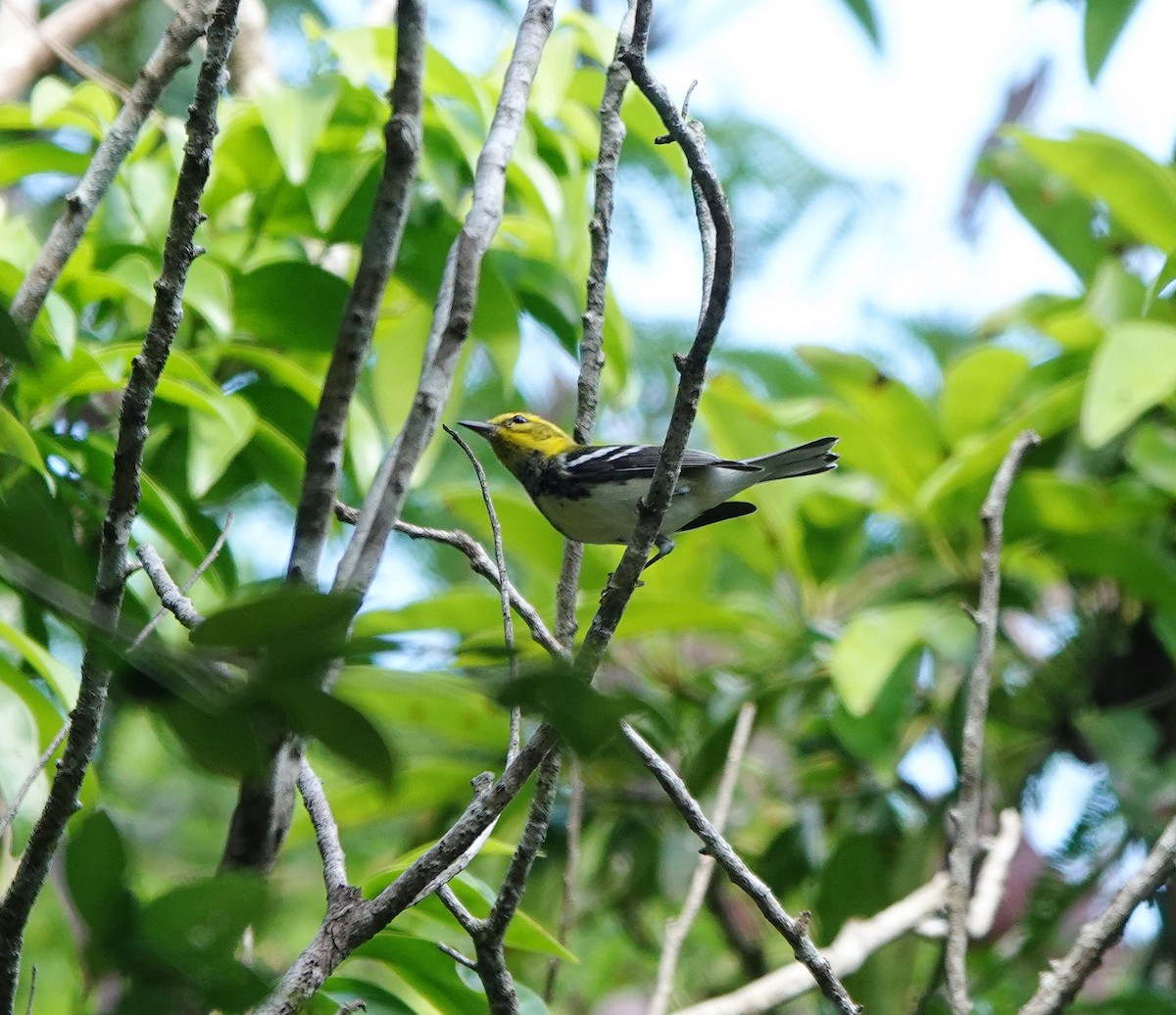Black-throated Green Warbler - ML646807118