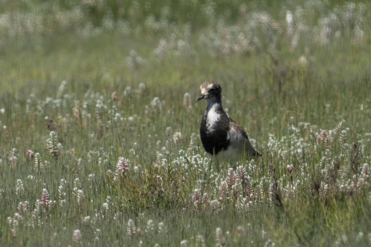 Blacksmith Lapwing - ML646807120