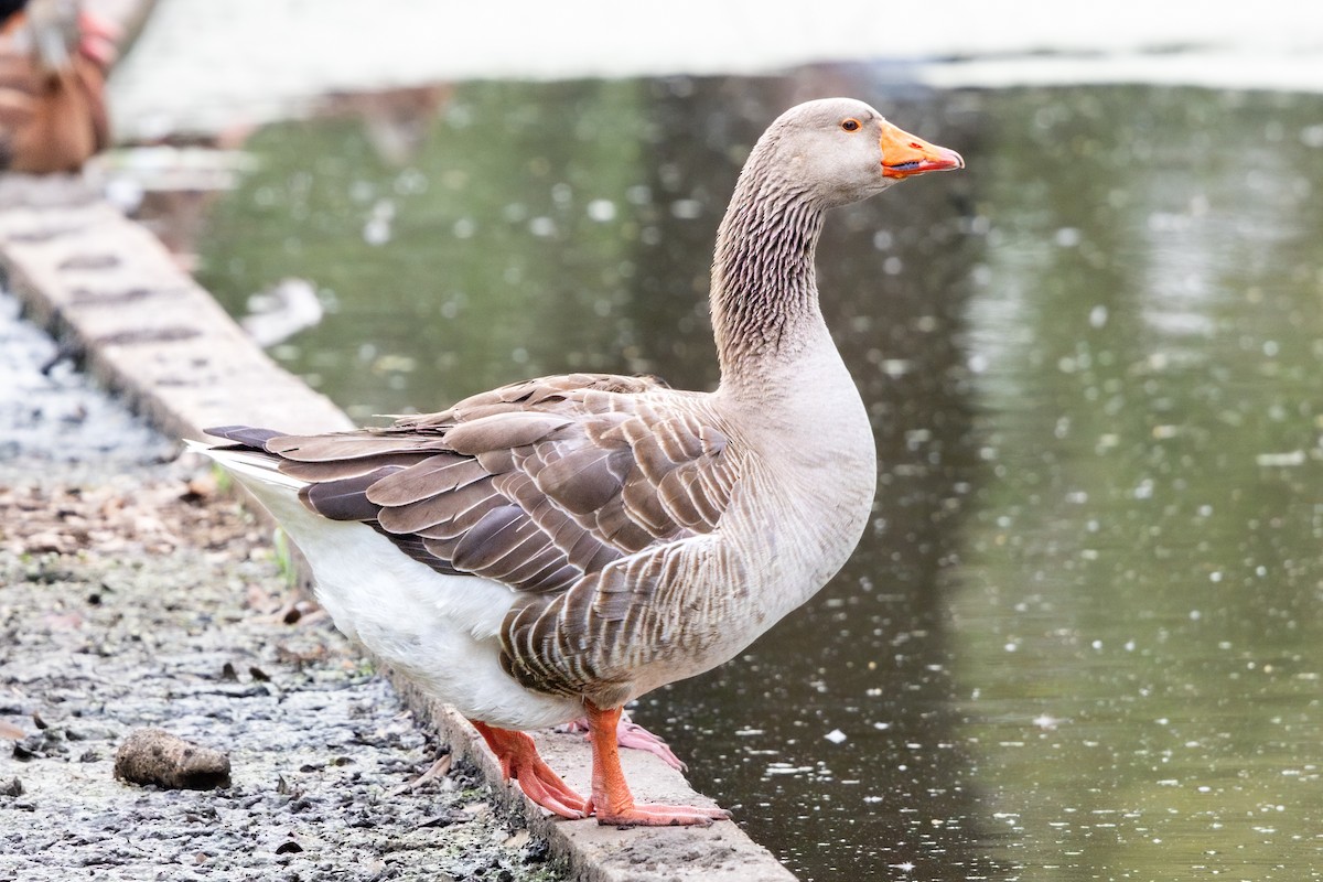Graylag Goose (Domestic type) - ML646807121