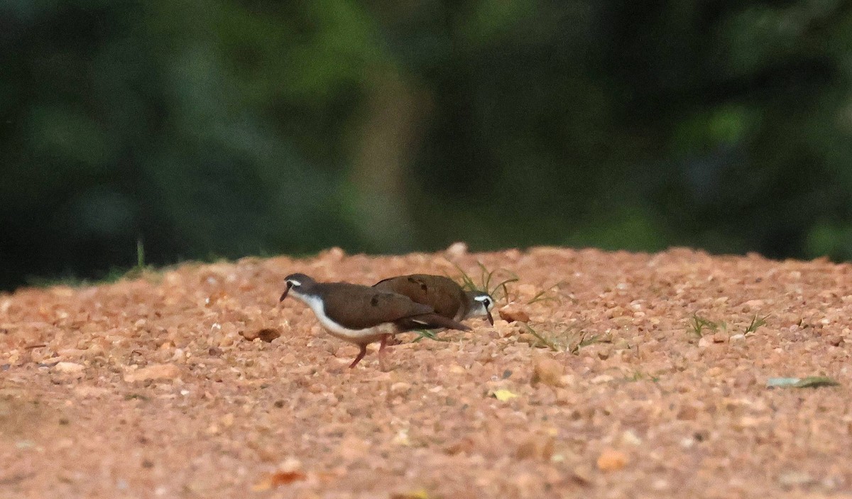Tambourine Dove - ML646807124