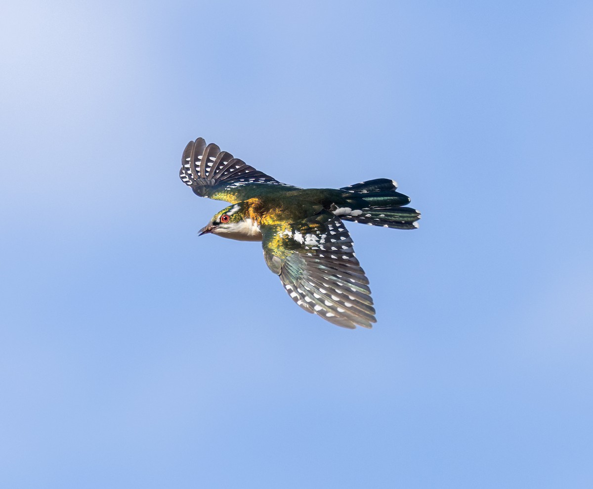 Dideric Cuckoo - ML646807125