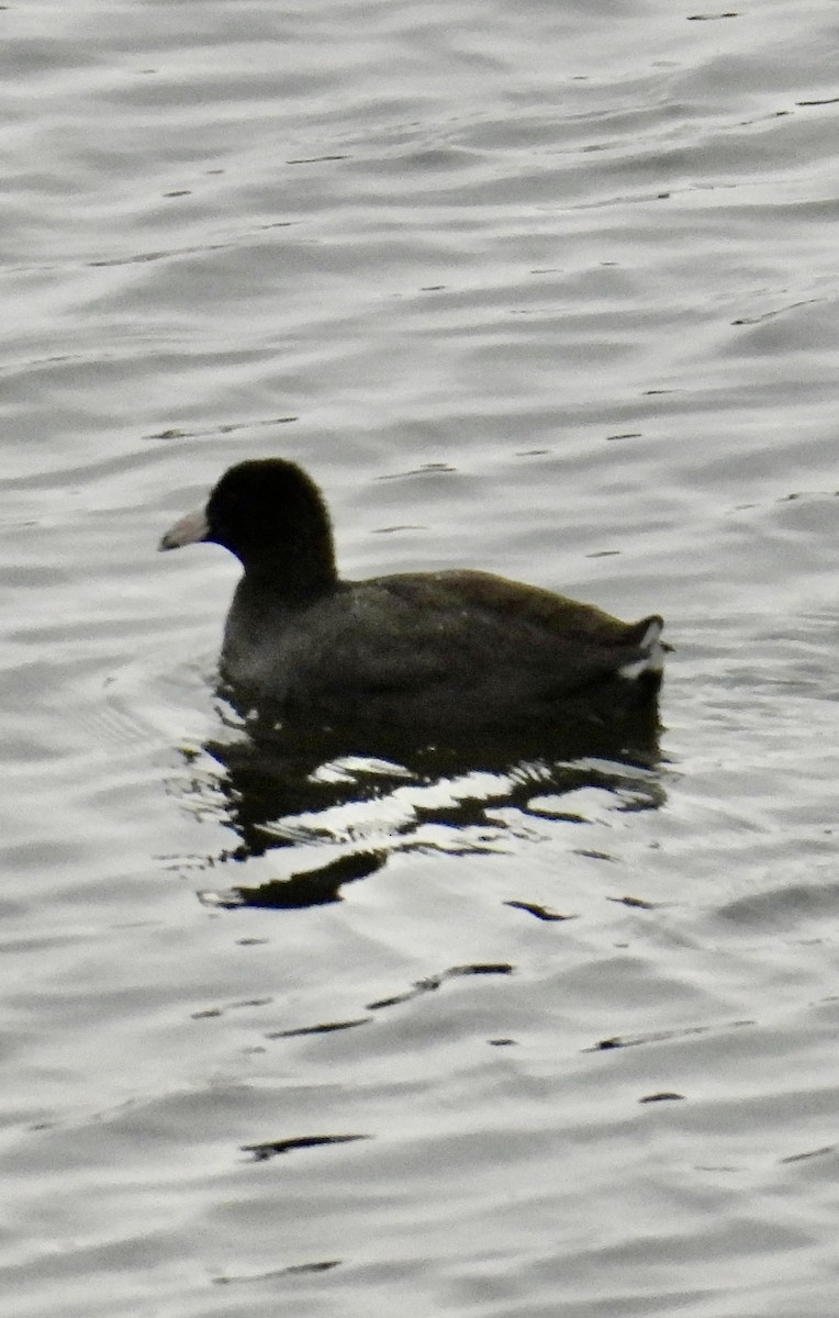 American Coot - ML646807126