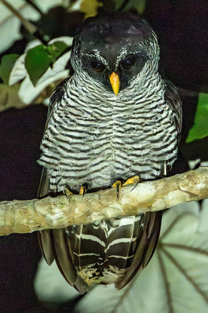 Kara Yüzlü Alaca Baykuş - ML646807135