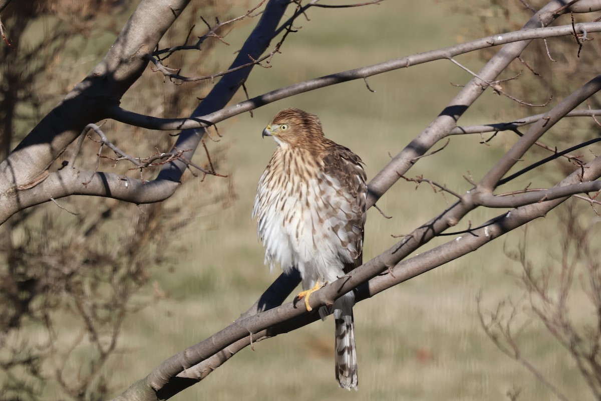 Cooper's Hawk - ML646807144