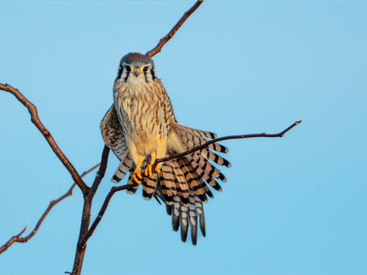 Боривітер американський - ML646807145