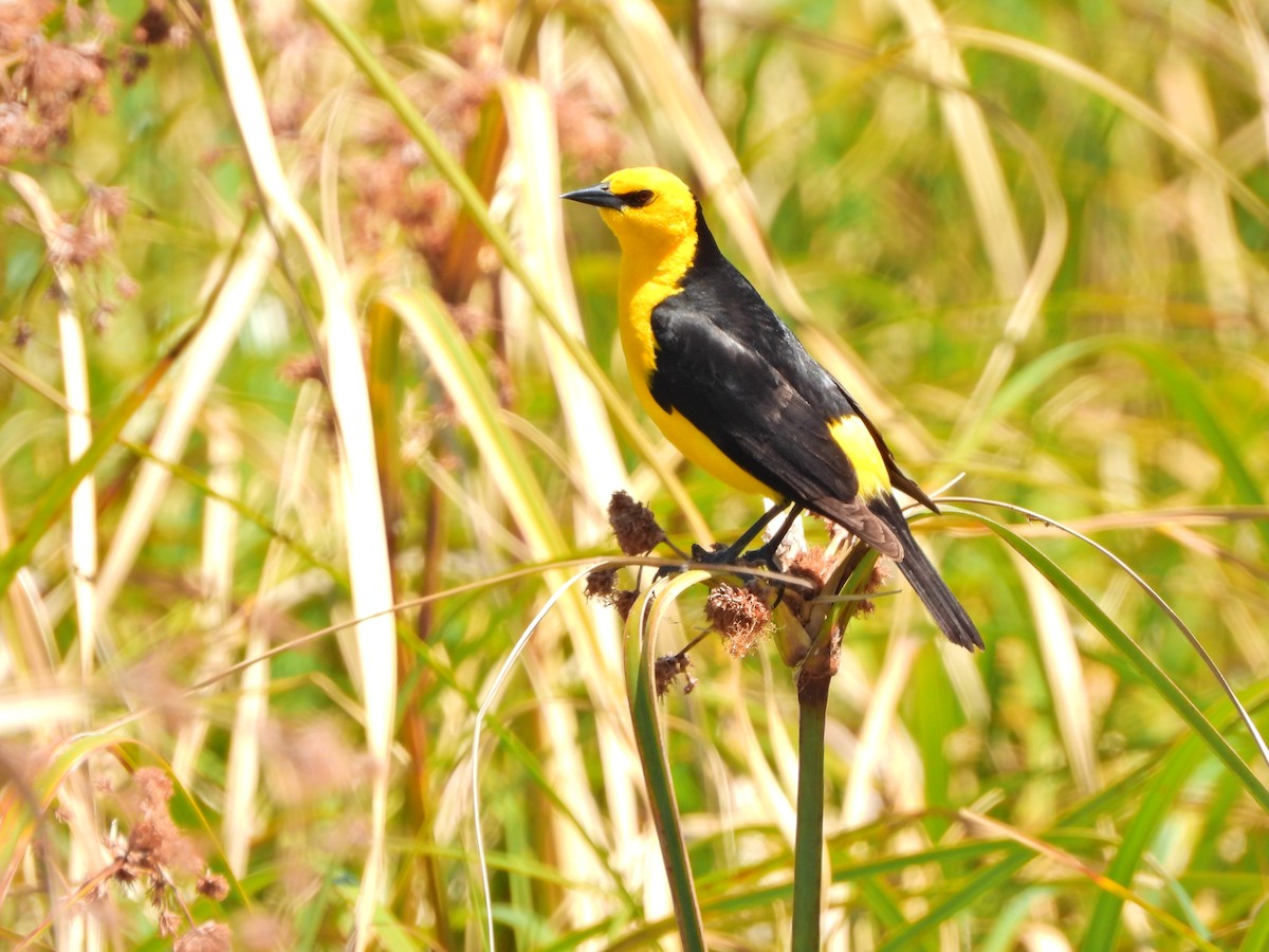 Tordo Amarillo - ML646807146