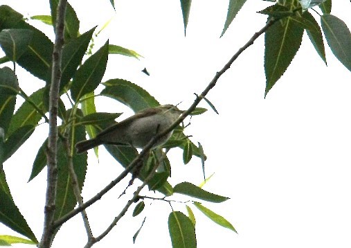 Greenish Warbler - ML646807147