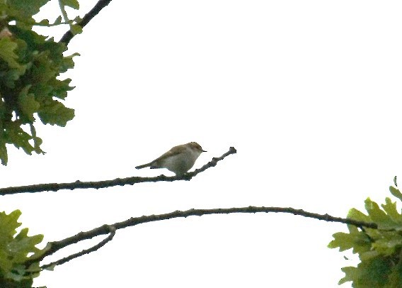 Greenish Warbler - ML646807148