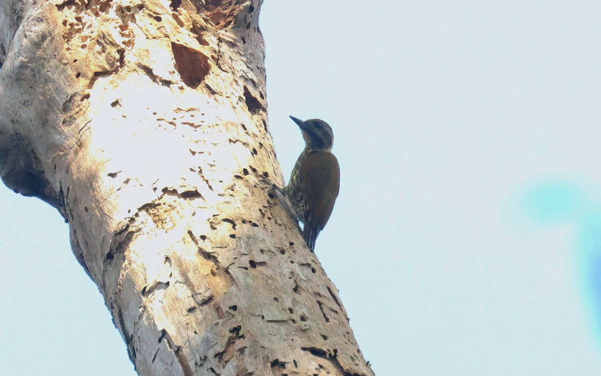 Melancholy Woodpecker - ML646807149