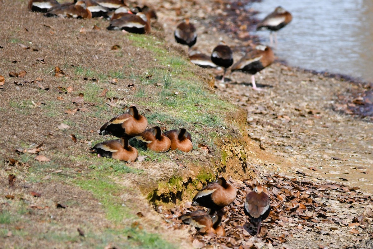 Свистач червонодзьобий - ML646807151
