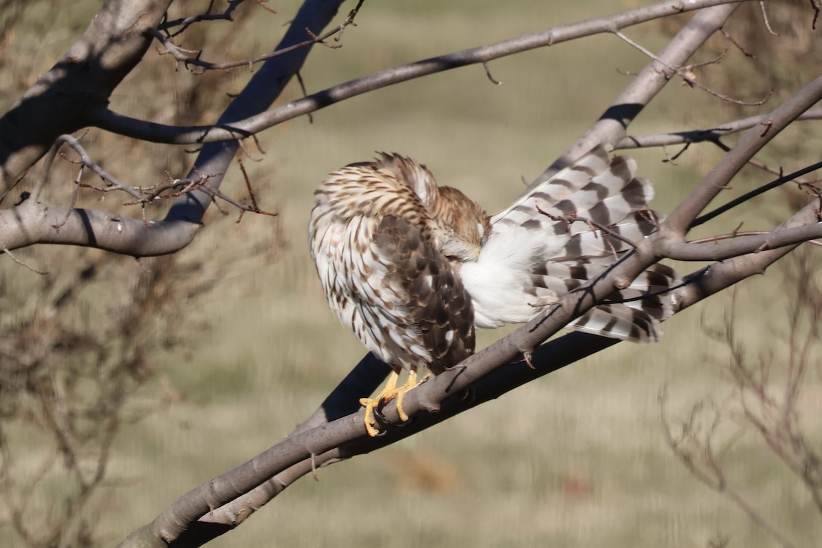 Cooper's Hawk - ML646807153